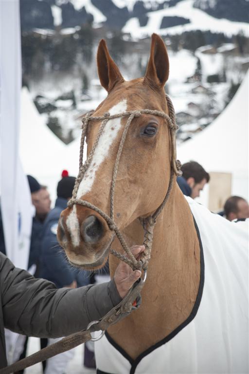 POLO Magazine Morgane Delfosse Polo France Polo Masters Polo Tour 94