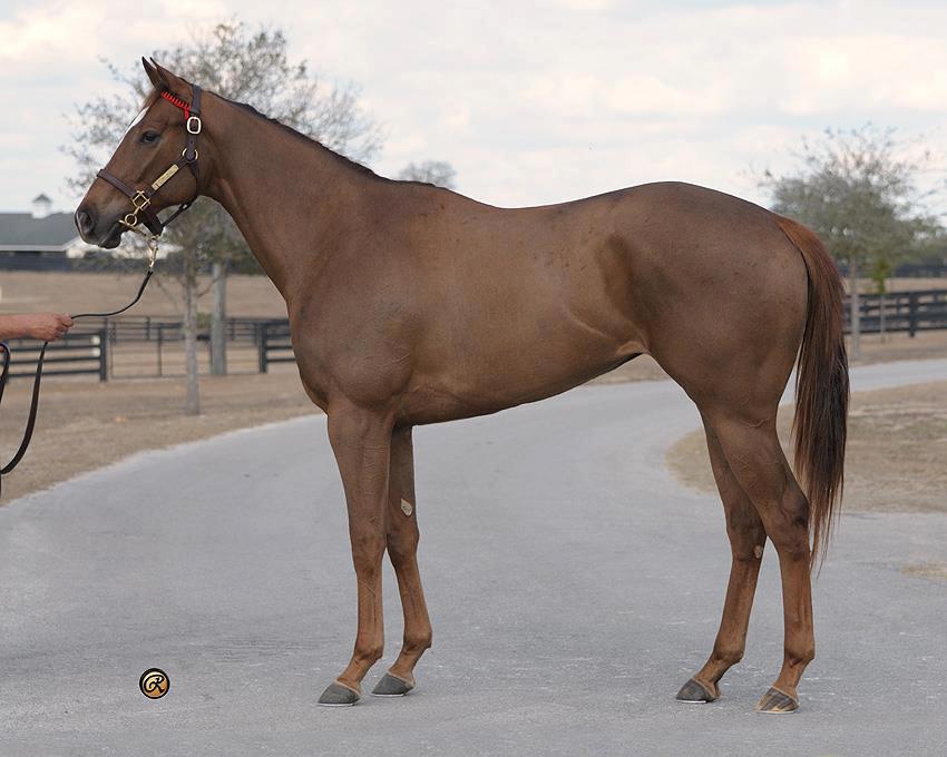 INFERTILIDAD EN YEGUAS!!! CAUSALES