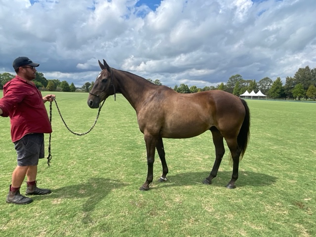 Wal Ashton Polo Pony Auction Details