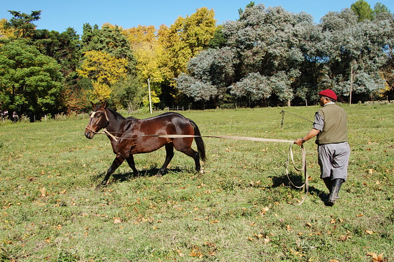 El Solar Polo 